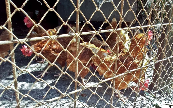 Muchas gallinas en una jaula — Foto de Stock