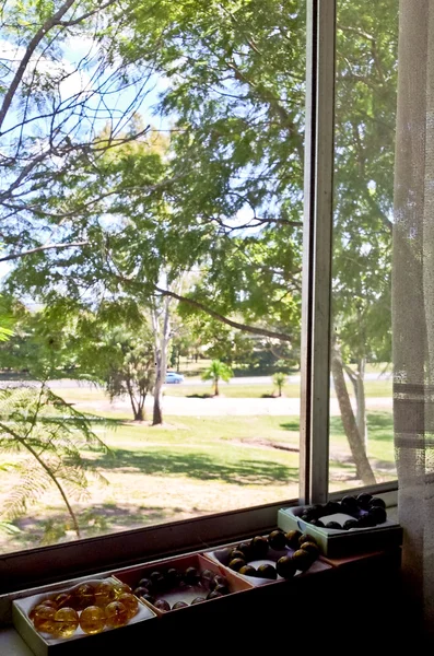 Curtain with view of tree — Stock Photo, Image