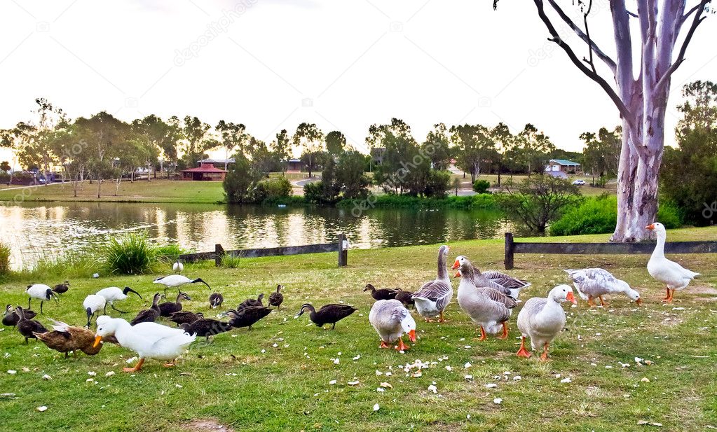 View of lake with ducks and tree