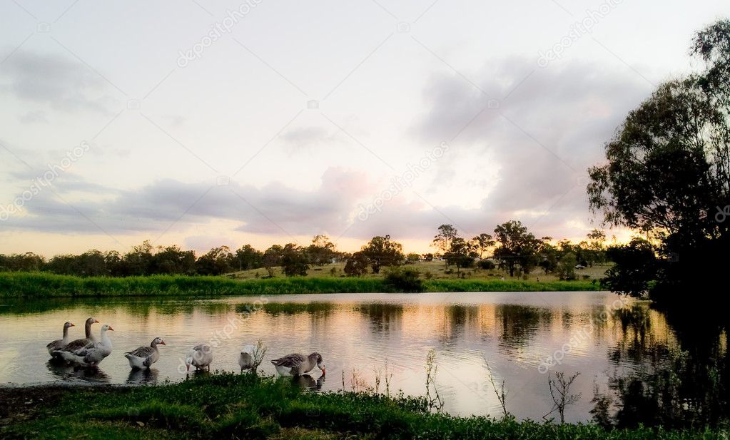 View of lake with ducks and tree