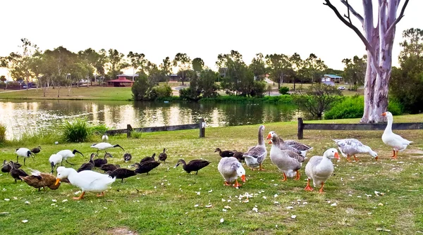 Blick auf den See mit Enten und Baum — Stockfoto