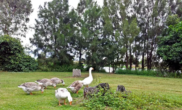 Eenden met bomen en gras — Stockfoto