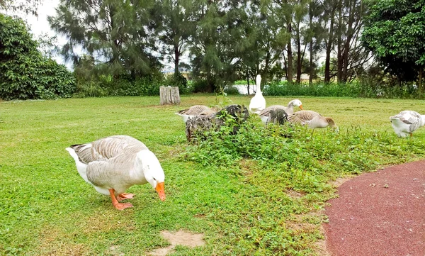 Patos com árvores e grama — Fotografia de Stock