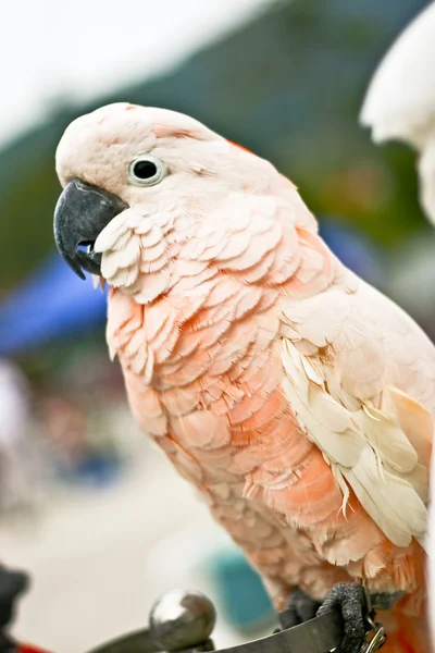 Cacatua da Molucas — Fotografia de Stock