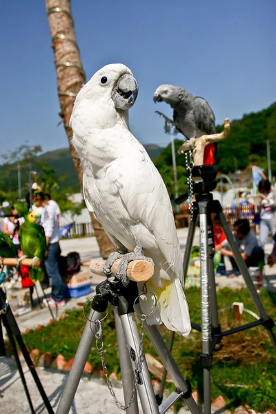 Weißer Kakadu — Stockfoto