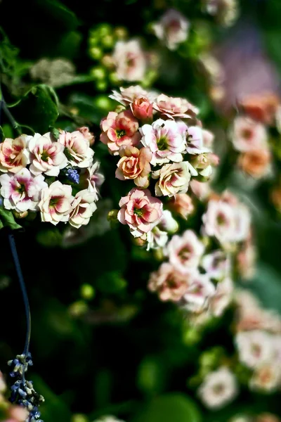 Flores con hojas y fondo borroso — Foto de Stock