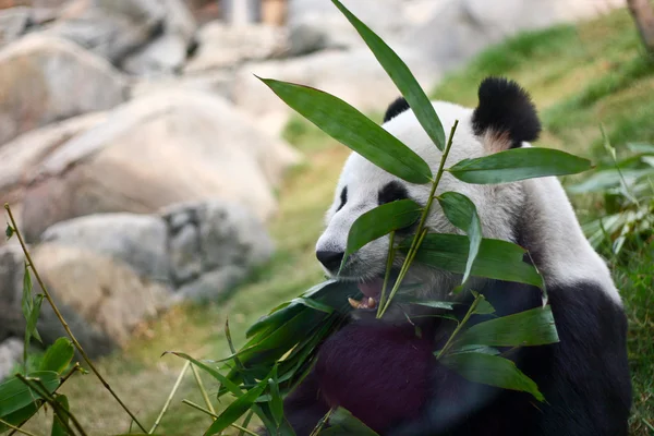 Um panda gigante está comendo bambu — Fotografia de Stock