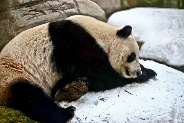 Panda gigante está dormindo na neve — Fotografia de Stock