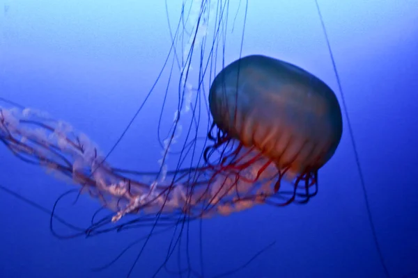 Medusas en un tanque de acuario —  Fotos de Stock