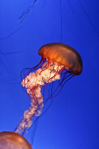 Medusas en un tanque de acuario — Foto de Stock