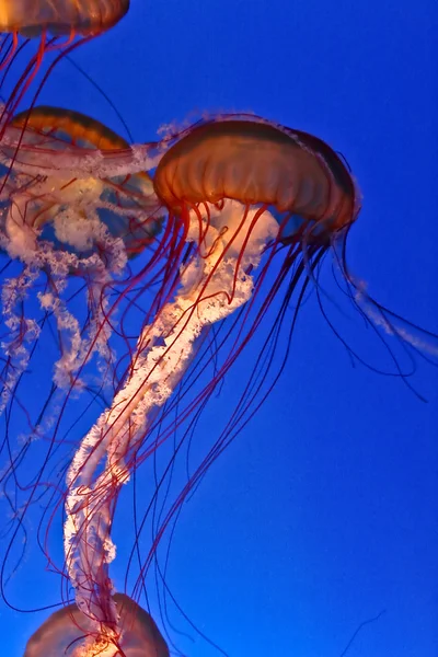 Medusas en un tanque de acuario — Foto de Stock