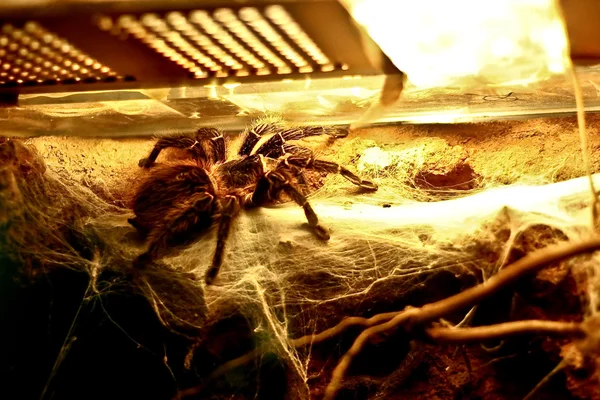 A spider with web and branch under lamp — Stock Photo, Image