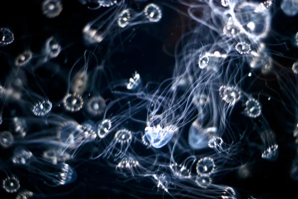 Medusas en un tanque de acuario — Foto de Stock