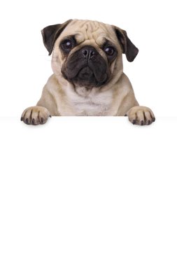 köpekle bunner