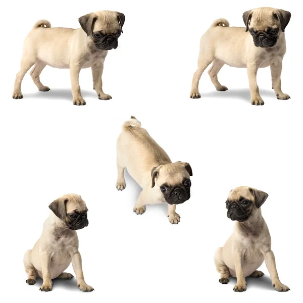 Pug köpek yavrusu — Stok fotoğraf