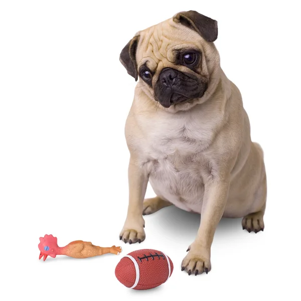 Mops hunden med bollen och gummi anka — Stockfoto