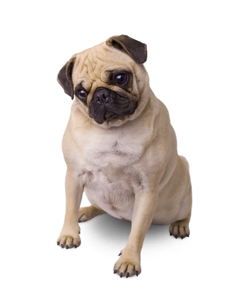 Pug köpek — Stok fotoğraf