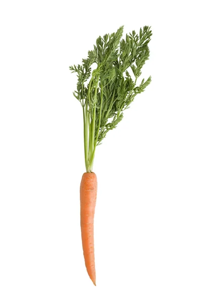 Carrot — Stock Photo, Image