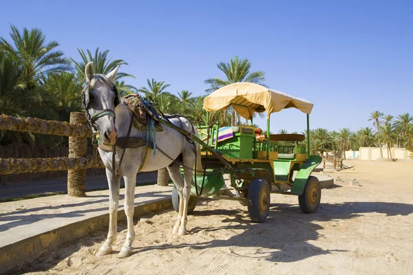 Tunisia Monastir kuda dengan kereta — Stok Foto