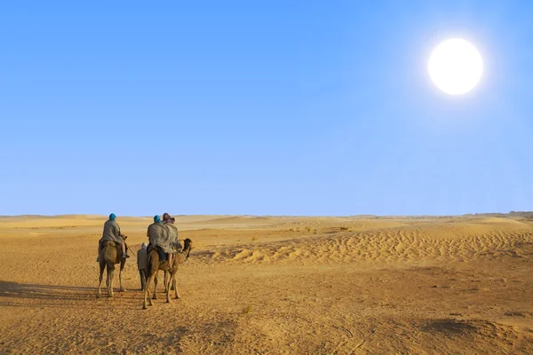 Kameler i Saharaöknen — Stockfoto