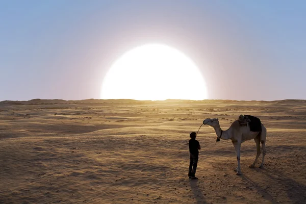 Dromedário no deserto sahara — Fotografia de Stock