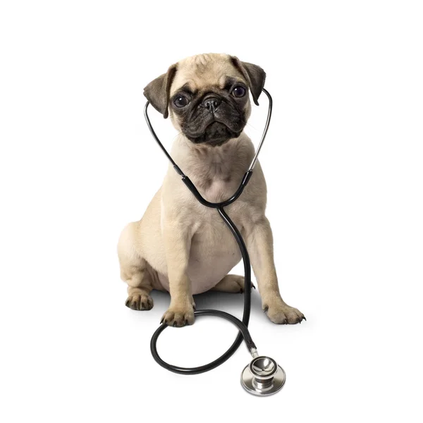 Pug köpek ve bir steteskop