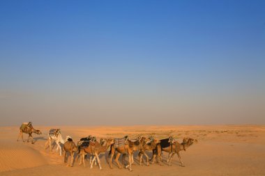 Sahra Çölündeki develer