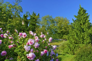 Bahçe Mainau Adası'nda