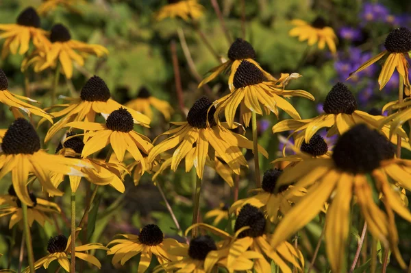 Sonnenhut Rudbeckia fulgida — 图库照片