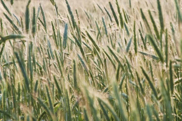 Getreideähren — Stockfoto