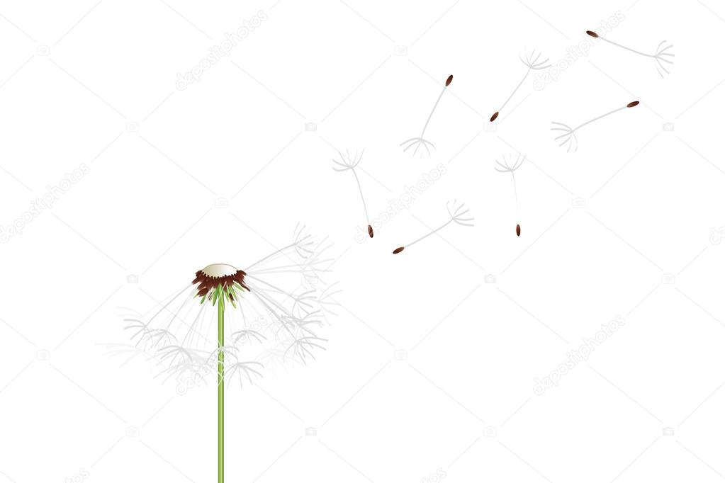 flying dandelion seeds in the wind