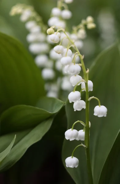 Lys de la vallée dans la forêt — Photo