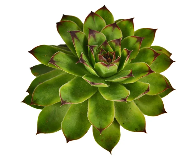 Sempervivum — Foto de Stock