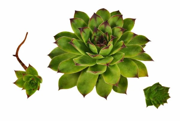 Succulent — Stock Photo, Image