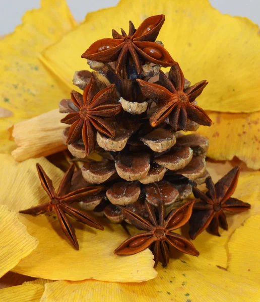 Cone de abeto e anis — Fotografia de Stock