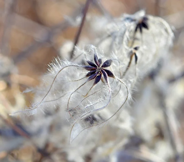 Cotinus coggygria φόντο — Φωτογραφία Αρχείου