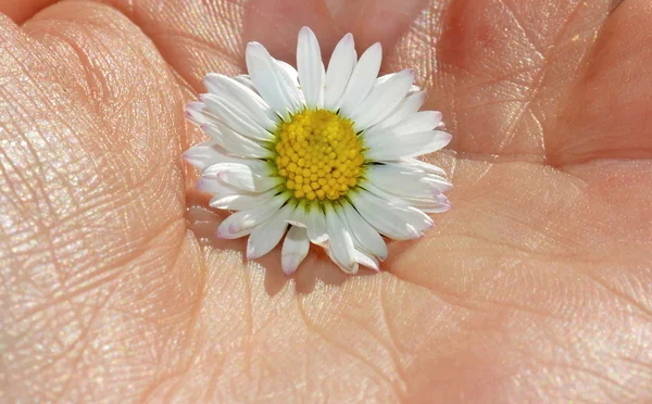 Daisy — Stock Photo, Image