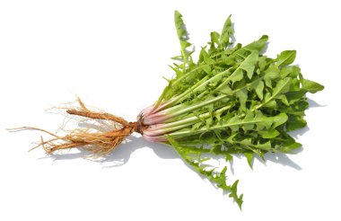 Karahindiba.