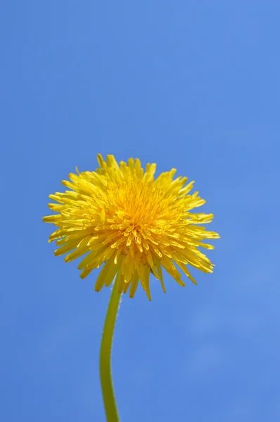 Dente-de-leão — Fotografia de Stock