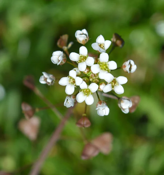 Kapellen — Stockfoto