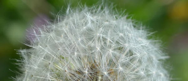 Löwenzahn — Stockfoto