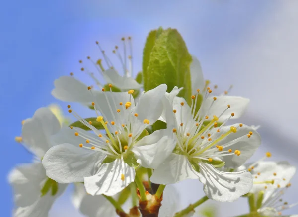 Spring — Stock Photo, Image