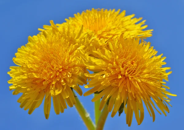 Diente de león — Foto de Stock