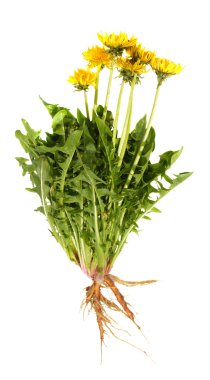 Karahindiba.