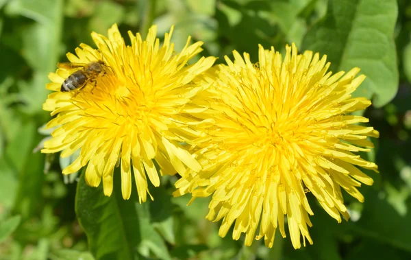 Bienenlöwenzahn — Stockfoto