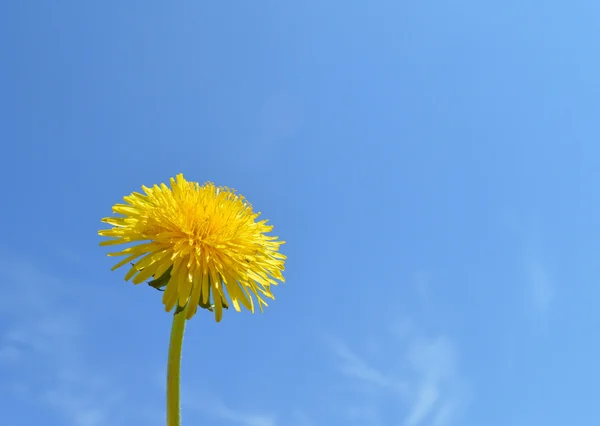 Paardebloem — Stockfoto