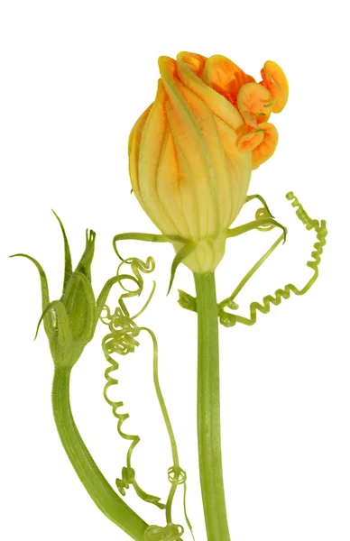 Yellow courgette blossoms with tendril — Stock fotografie