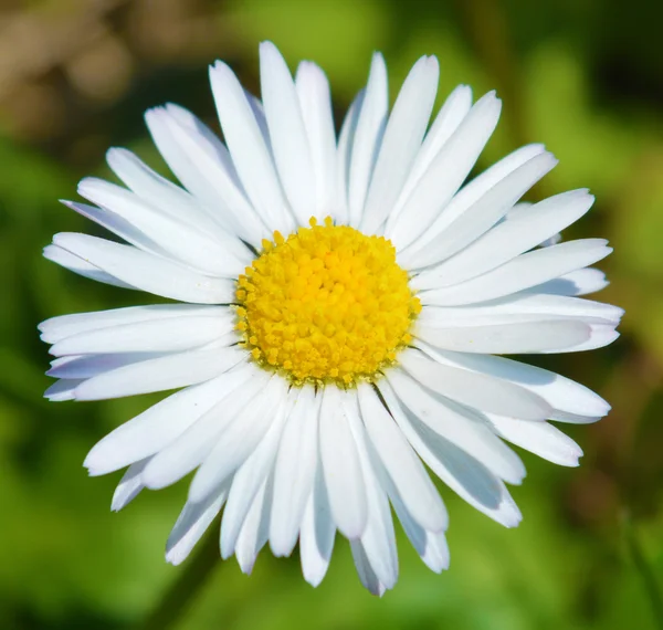 Gänseblümchen — Stockfoto