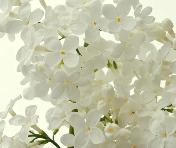 White Lilac — Stock Photo, Image