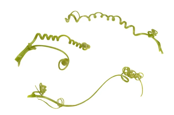 Tendril from courgette — 스톡 사진